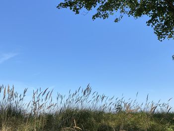 Low angle view of grass against clear blue sky