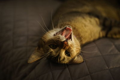 Close-up of a cat on bed yawning