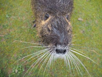 Nutria at the pond