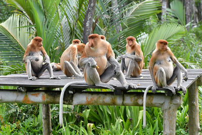 Monkeys sitting on wooden roof in forest