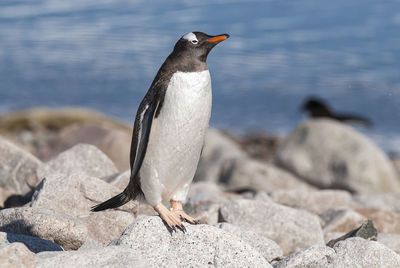 Penguin perching on rock