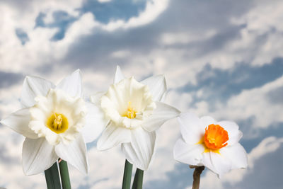 Beautiful springtime narcissus isolated on a white background. narcissus on white.