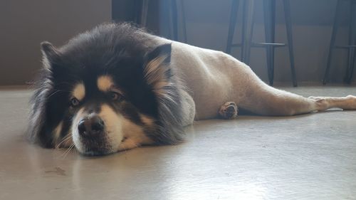 Close-up of dog resting on floor at home