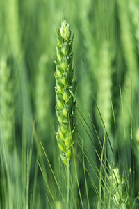 Close-up of green plant