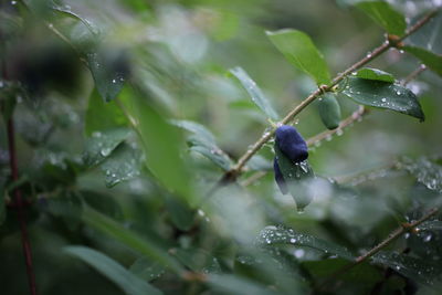 Close-up of raindrops on leaf