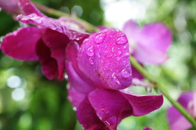 Close-up of wet pink flower blooming outdoors