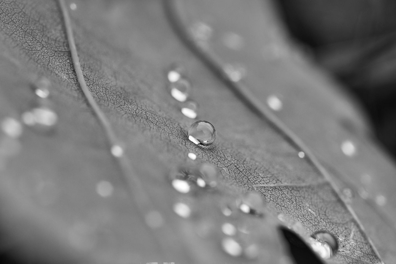 FULL FRAME SHOT OF WATER DROPS ON RAINY SEASON