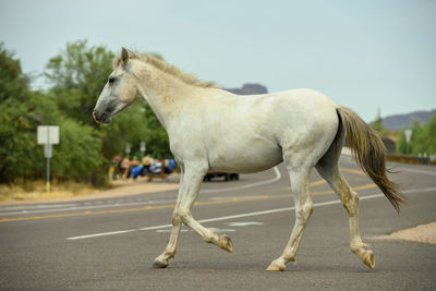 View of horse on the road