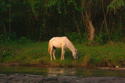 Side view of horse drinking water