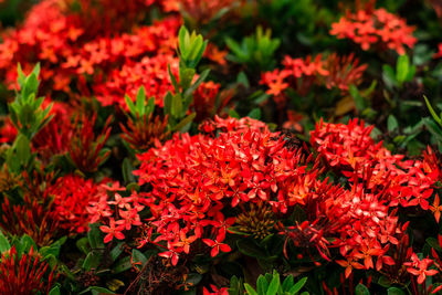 Close-up of red flowering plants in park
