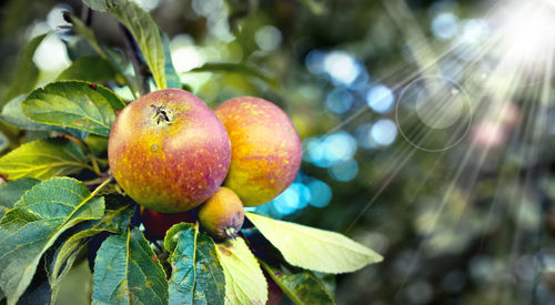 Close-up of fruits on tree