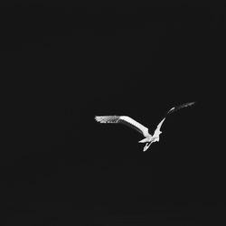 Bird flying over white background