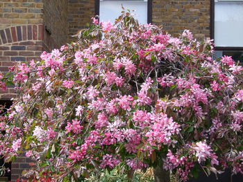 Pink flowers blooming in park