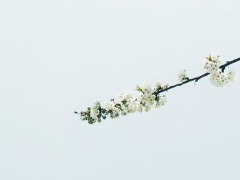 Low angle view of leaves against clear sky