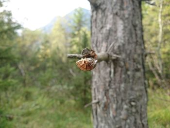 Close-up of honey growing on tree trunk against mountain