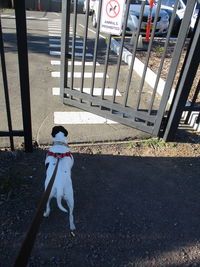 High angle view of dog on railing