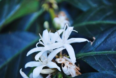 Close-up of white flowering plant