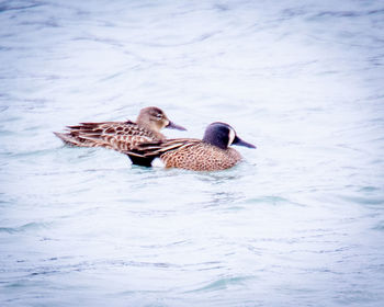 View of mallard duck swimming in water