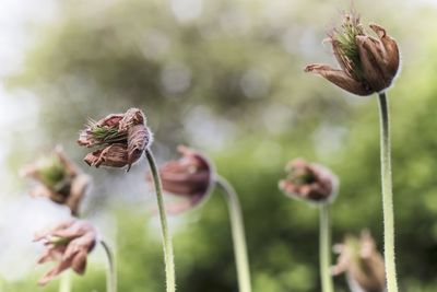 Close-up of wilted flower bud