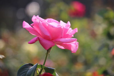 Close-up of pink rose outdoors