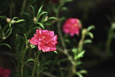 Close-up of pink flowering plant