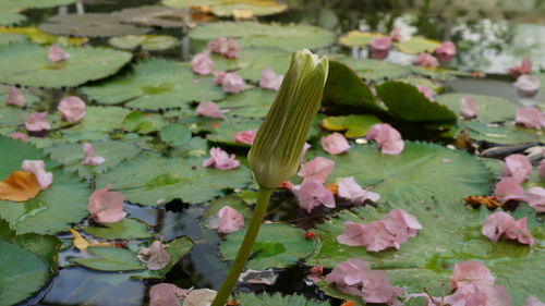 Close-up of lotus water lily in lake