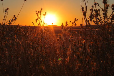 Scenic view of landscape at sunset