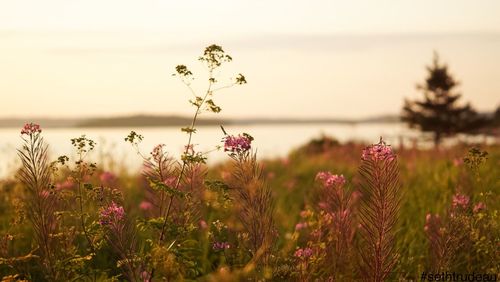 Close-up of wildflowers growing in field against sky