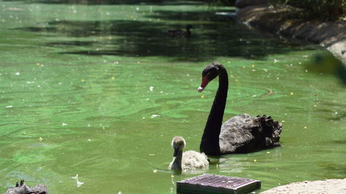 Swan swimming in lake