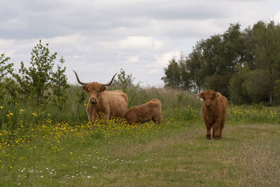 Family of highland cattle