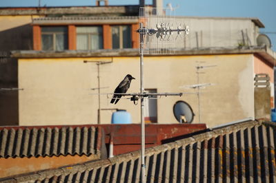 Low angle view of bird perching on roof of building