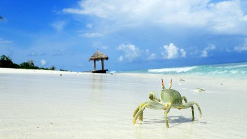 Crab on sand at beach against cloudy sky during sunny day