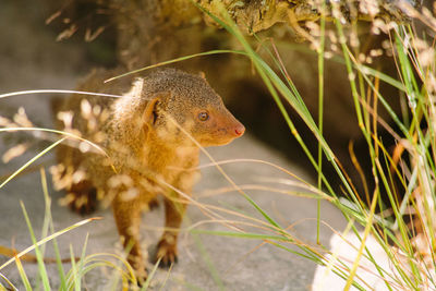 Close-up of squirrel