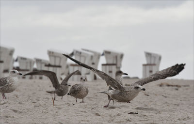 Close-up of seagulls on beach against the sky