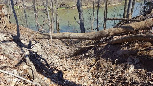 Close-up of tree against sky