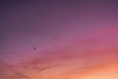 Low angle view of bird flying against pink sky