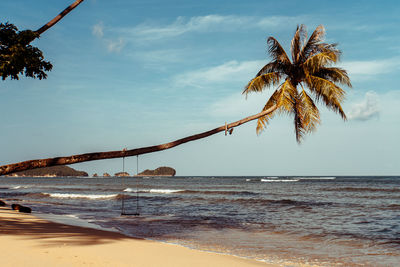 Palm trees on beach against sky