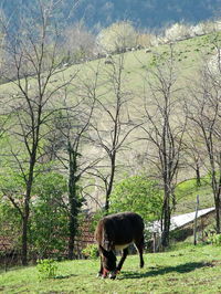 Horse grazing in a field