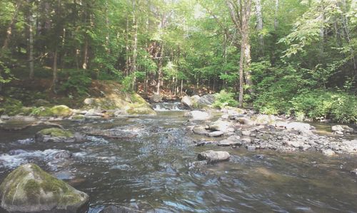 River flowing through forest