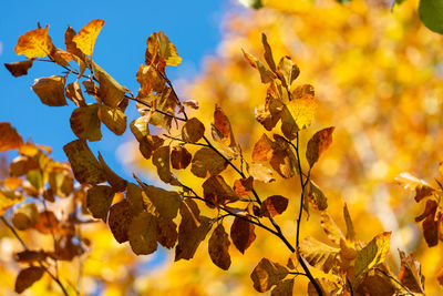 Close-up of yellow leaves against blurred background