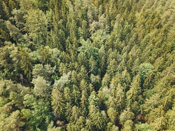 High angle view of pine tree in forest