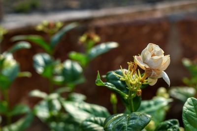 Close-up of white flowering plant