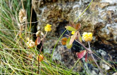 Close-up of wilted flower on plant