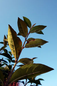 Close-up of maple leaves against blue sky