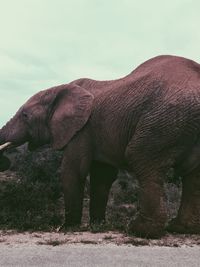 Side view of elephant on field