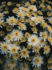 High angle view of white flowering plants