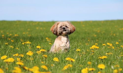 Small dog in flower field