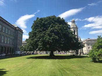 Trees in city against sky