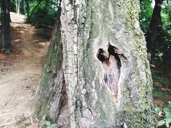 Tree trunk in forest