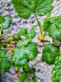 Close-up of fresh green plant